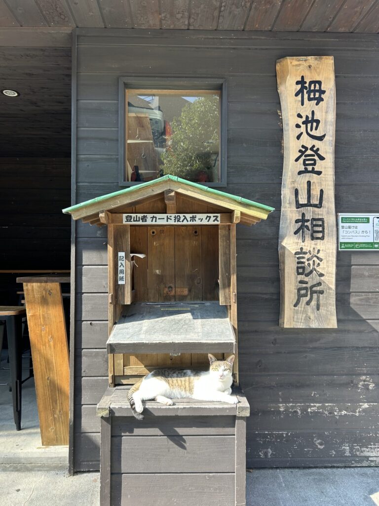 栂池登山相談所の猫