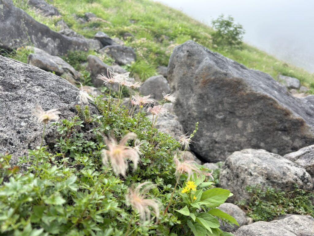 栂池から白馬大池までの登山道の様子。チングルマの綿毛。