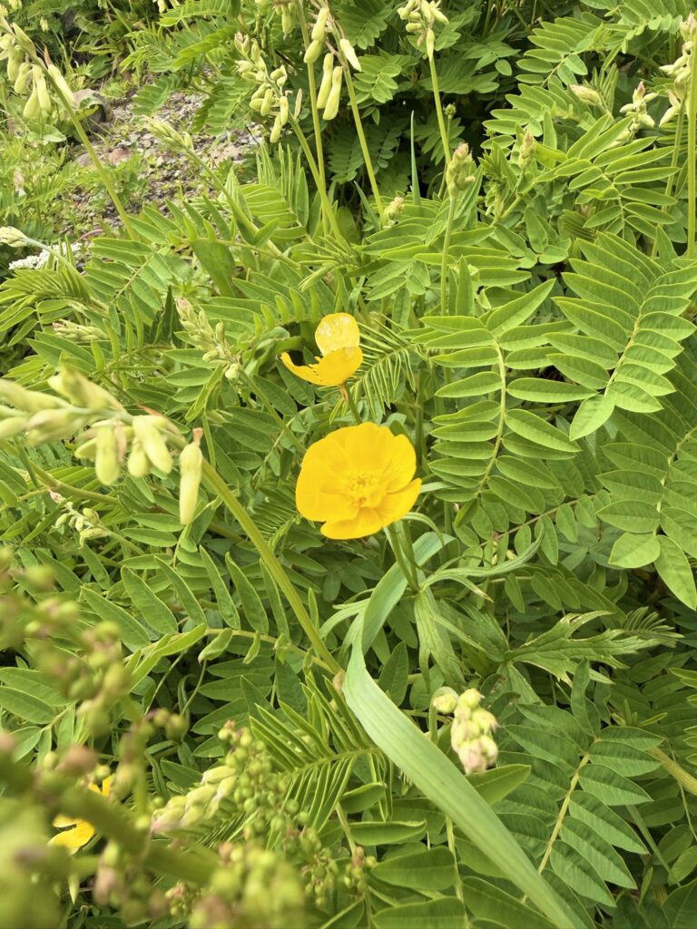 白馬岳頂上宿舎付近の高山植物