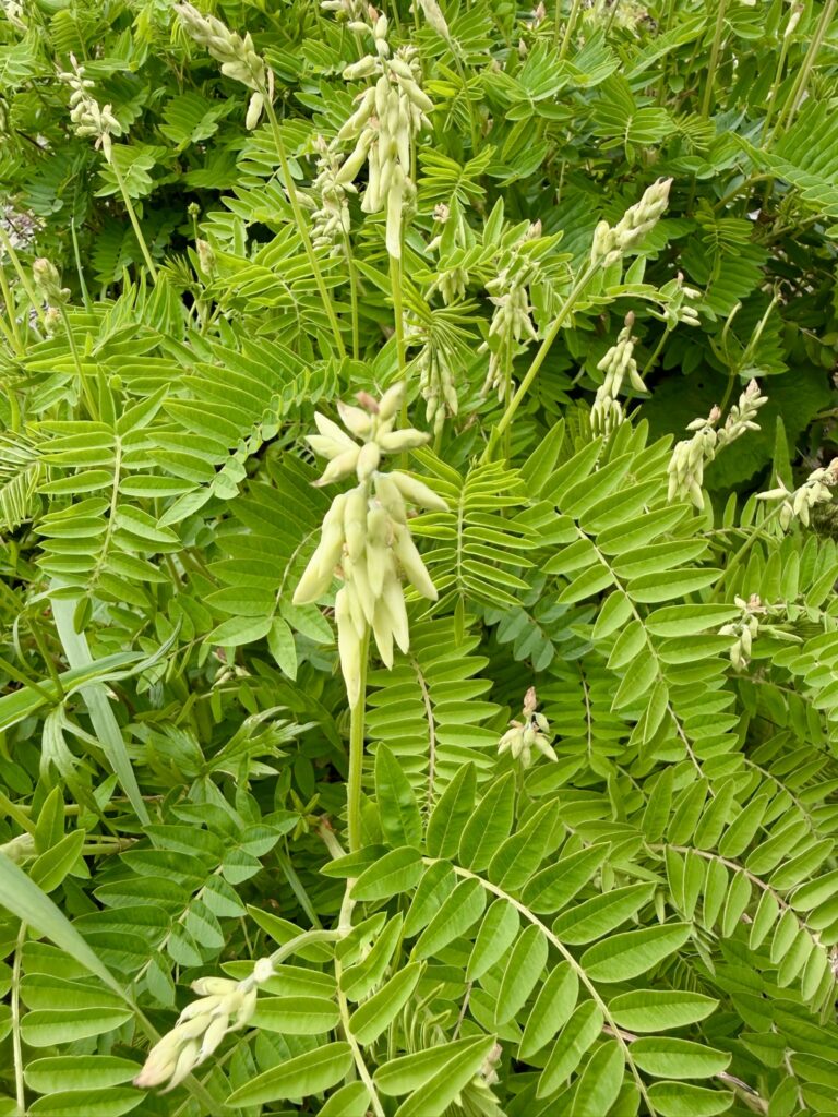 白馬岳頂上宿舎付近の高山植物