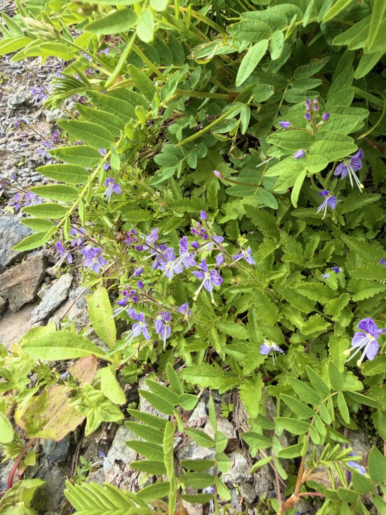 白馬岳頂上宿舎付近の高山植物