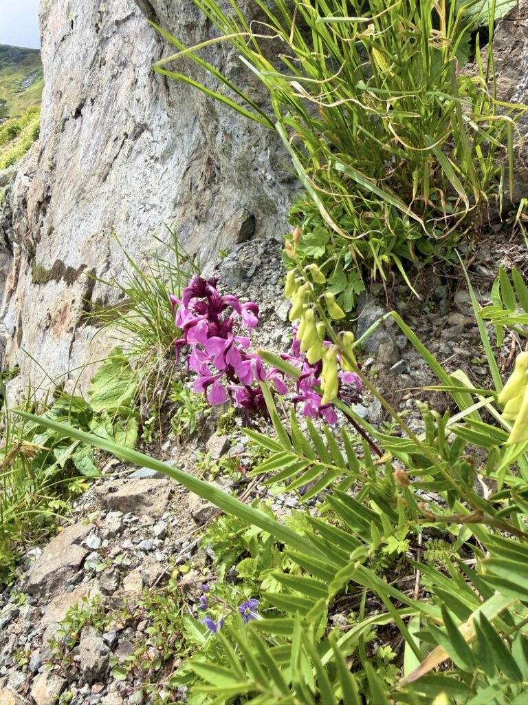 白馬岳頂上宿舎付近の高山植物