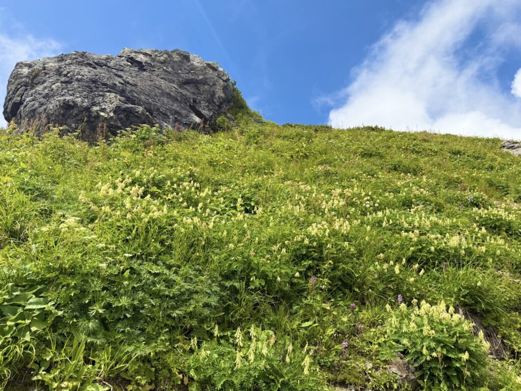 白馬岳頂上宿舎付近の高山植物